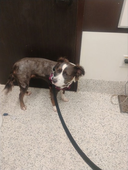 Shelter Stray Female Dog last seen Near Woodland AVE SE, Atlanta, GA, 1251 Fulton Industrial Blvd NW, Atlanta, GA 30336, USA