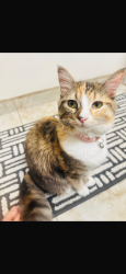 Lost Male Cat last seen Palm ave Chula Vista, Chula Vista, CA 91911