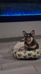 Reunited Female Dog last seen Wingtip, Houston, TX 77075