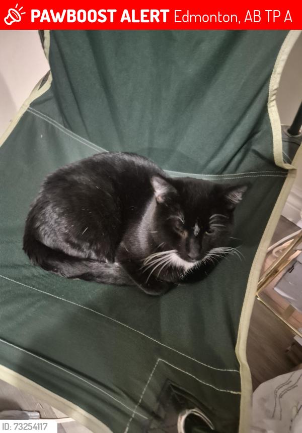 Lost Male Cat last seen Near 104 avenue, Edmonton, AB T5P 3A6