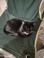 Lost Male Cat last seen Near 104 avenue, Edmonton, AB T5P 3A6