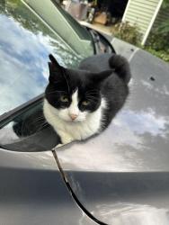 Lost Female Cat last seen South hill, Milford, MI 48381