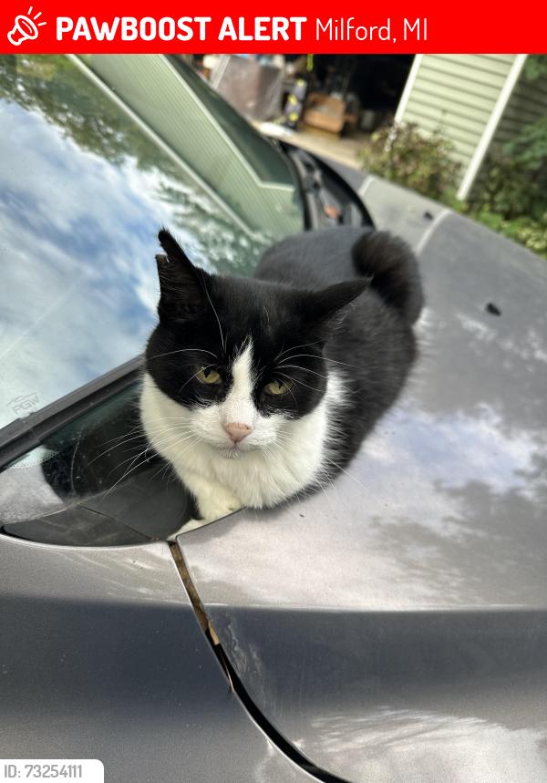 Lost Female Cat last seen South hill, Milford, MI 48381