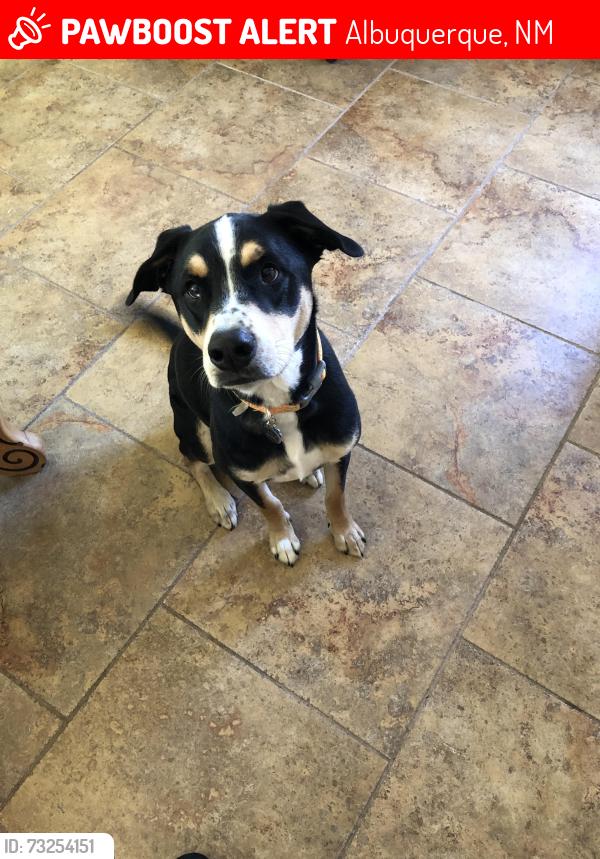 Lost Male Dog last seen Hume and Morris, Albuquerque, NM 87112