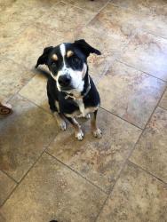 Lost Male Dog last seen Hume and Morris, Albuquerque, NM 87112