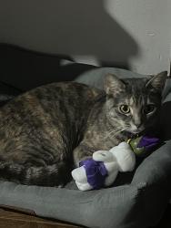 Reunited Female Cat last seen Timberwood drive, Fayetteville, NC 28314