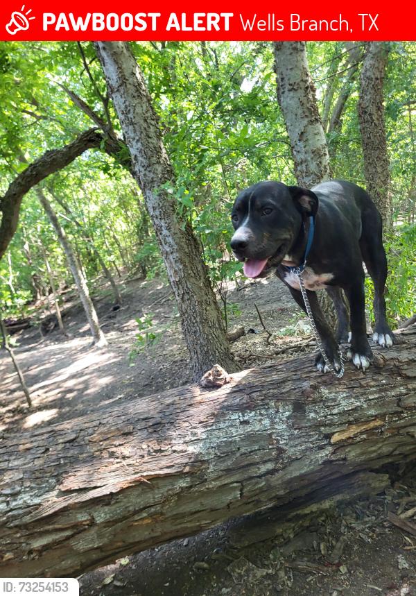Lost Male Dog last seen Wells branch and John Henry Faulk, Wells Branch, TX 78728