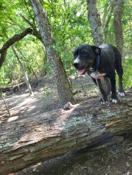 Lost Male Dog last seen Wells branch and John Henry Faulk, Wells Branch, TX 78728