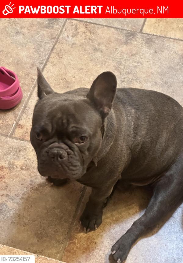 Lost Male Dog last seen Hume and Morris, Albuquerque, NM 87112