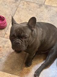 Lost Male Dog last seen Hume and Morris, Albuquerque, NM 87112