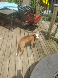 Lost Female Dog last seen Coldwater reptile rescue, Severn, ON L0K 1E0