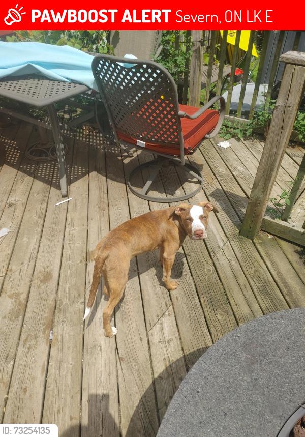 Lost Female Dog last seen Coldwater reptile rescue, Severn, ON L0K 1E0