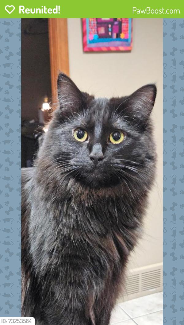 Reunited Female Cat last seen Last seen at our hse off 3rd St just before Tower Rd, Missoula, MT 59804