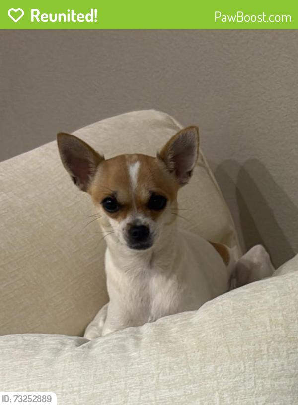 Reunited Female Dog last seen Cross Pointe apmt Homes, Antioch, CA 94531