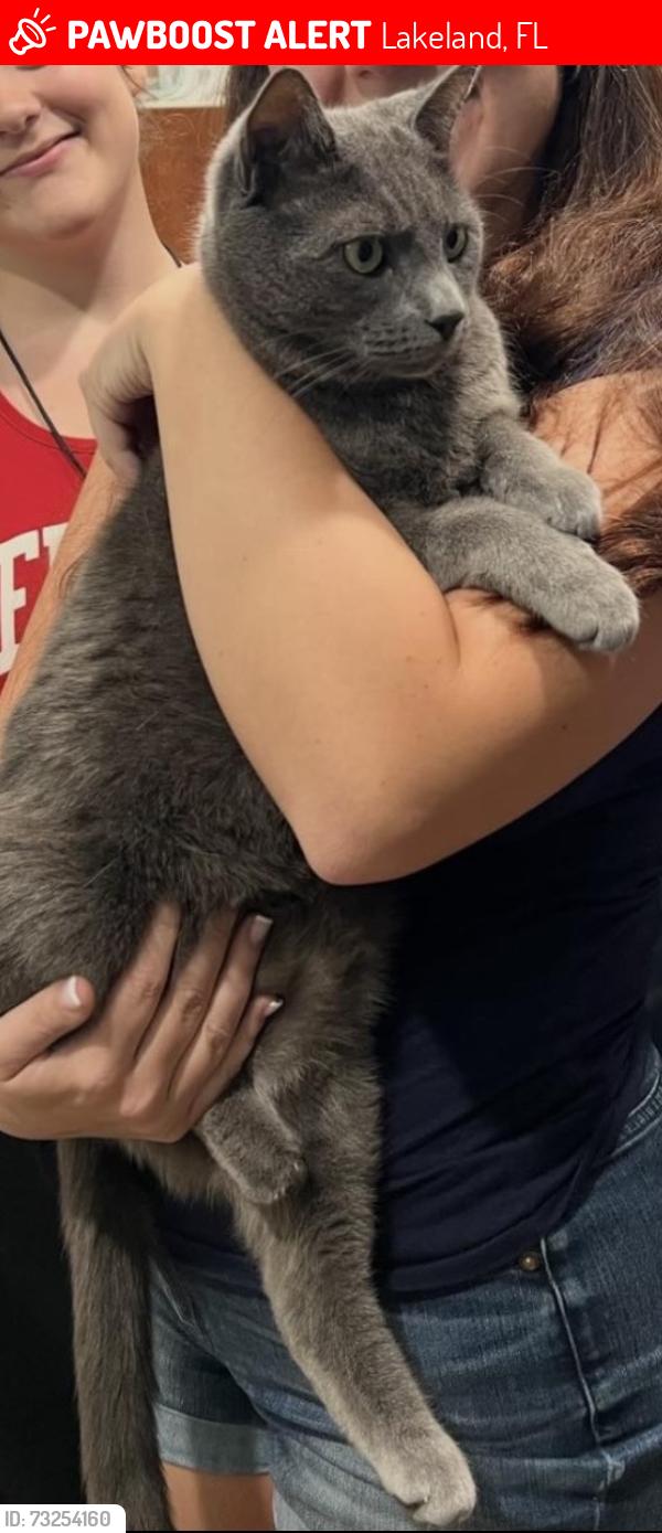 Lost Male Cat last seen Coventry and lake Hollingsworth dr, Lakeland, FL 33803