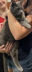 Lost Male Cat last seen Coventry and lake Hollingsworth dr, Lakeland, FL 33803