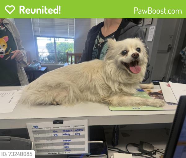 Reunited Unknown Dog last seen Daves Ave and Winchester, Santa Clara County, CA 95030