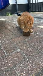 Reunited Male Cat last seen Number 17, outside hse, Greater London, England HA0 3SB