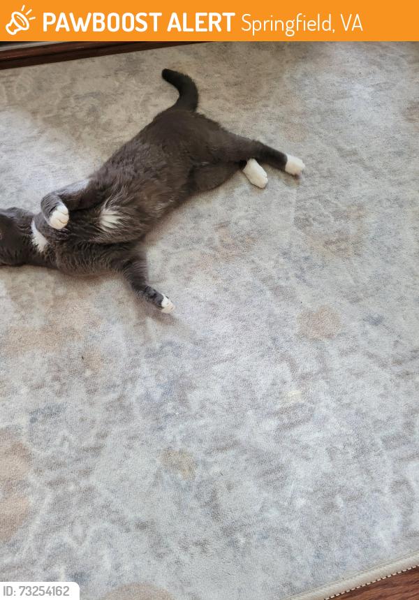 Found/Stray Unknown Cat last seen Woodland and Backlick, Springfield, VA 22151