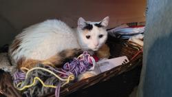 Reunited Female Cat last seen Pemberton Dr and Randallia Dr, Fort Wayne, IN 46805
