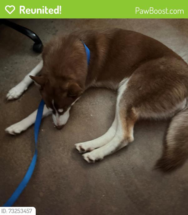 Reunited Female Dog last seen CAPITAL CIRCLE AND PURCELL RD, Lawrenceville, GA 30043