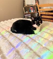 Reunited Female Cat last seen Holbrook Dr, Concord, CA 94519, USA, Concord, CA 94519