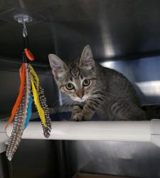 Shelter Stray Female Cat last seen Magenta Street, BRONX, NY, 10467, 326 E 110th St, New York, NY 10029, USA