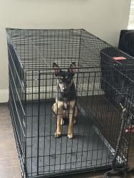 Found/Stray Female Dog last seen Mustang crossing, Missouri City, TX 77459
