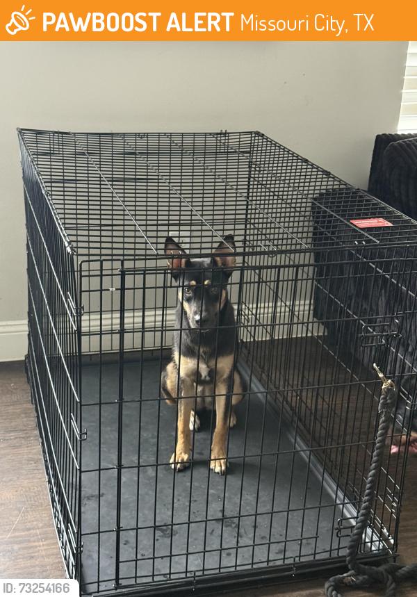 Found/Stray Female Dog last seen Mustang crossing, Missouri City, TX 77459