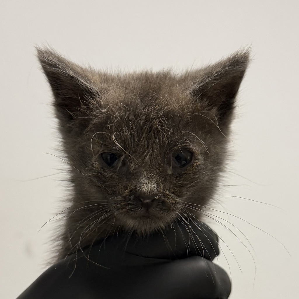Shelter Stray Female Cat last seen San Diego, CA, 92154, 5500 Gaines St, San Diego, CA 92110, USA