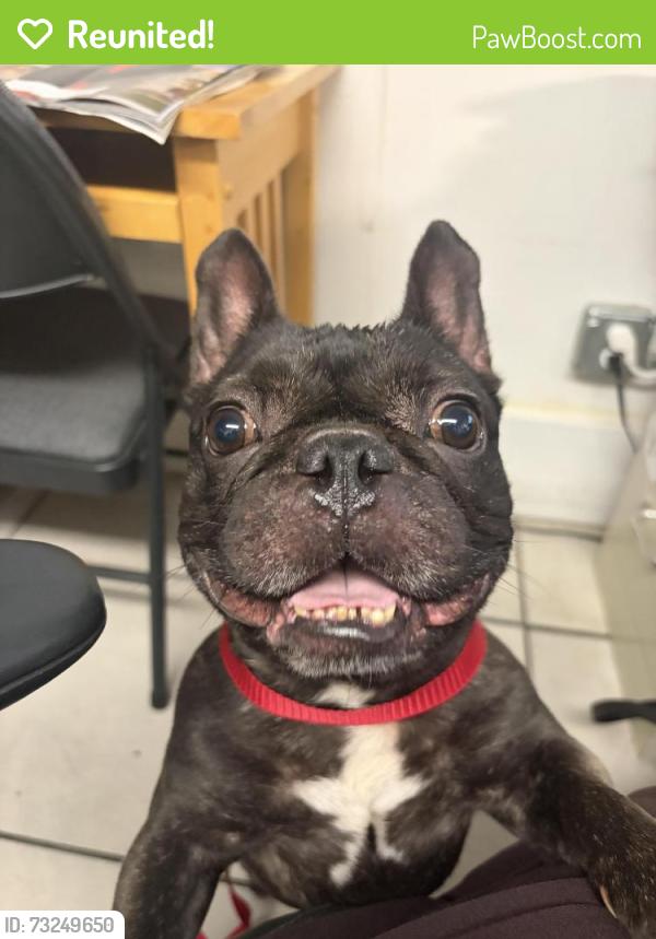 Reunited Male Dog last seen Near Baxter St., Athens, GA 30606