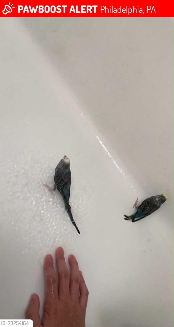 Lost Female Bird last seen In a tree in front of the hse, Philadelphia, PA 19149