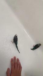 Lost Female Bird last seen In a tree in front of the hse, Philadelphia, PA 19149