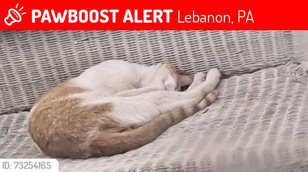 Lost Male Cat last seen Guilford and New Street, Lebanon, PA 17046
