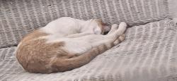 Lost Male Cat last seen Guilford and New Street, Lebanon, PA 17046