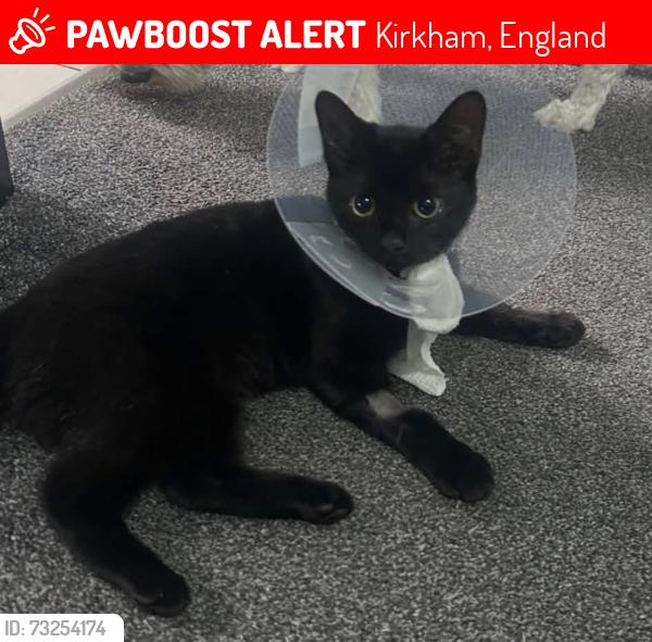 Lost Female Cat last seen Swarbrick street, Kirkham, England 