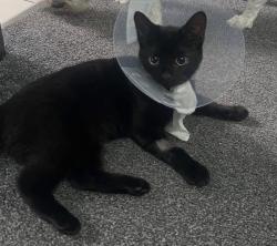 Lost Female Cat last seen Swarbrick street, Kirkham, England 