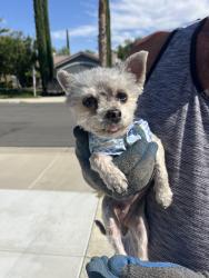 Found/Stray Female Dog last seen Benton/Cheval, Riverside County, CA 92563