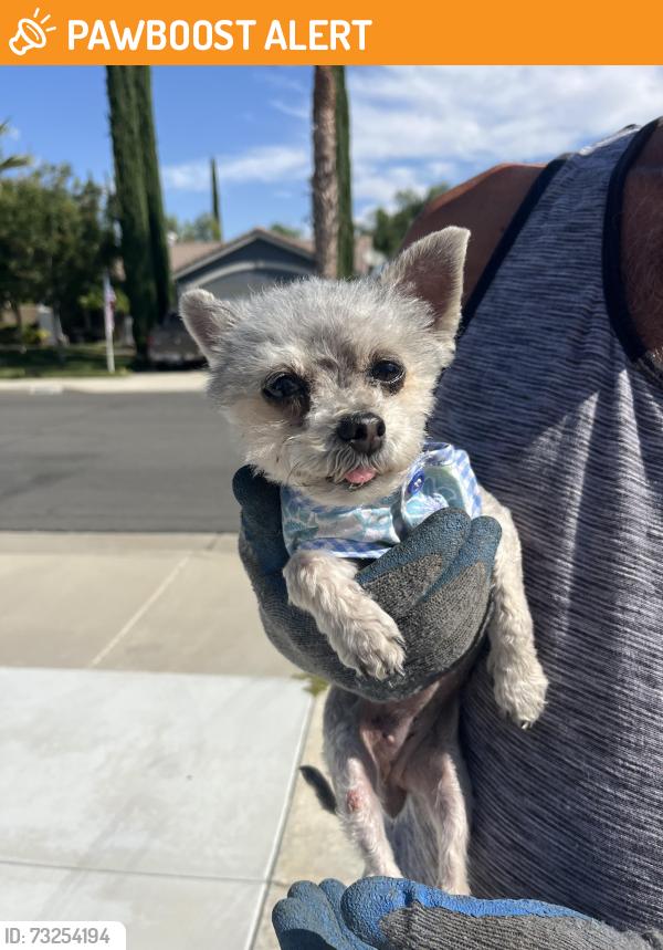 Found/Stray Female Dog last seen Benton/Cheval, Riverside County, CA 92563