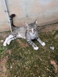 Found/Stray Female Cat last seen Near dale Earnhardt blvd, Kannapolis, NC 28083