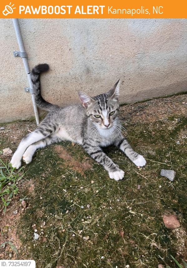 Found/Stray Female Cat last seen Near dale Earnhardt blvd, Kannapolis, NC 28083
