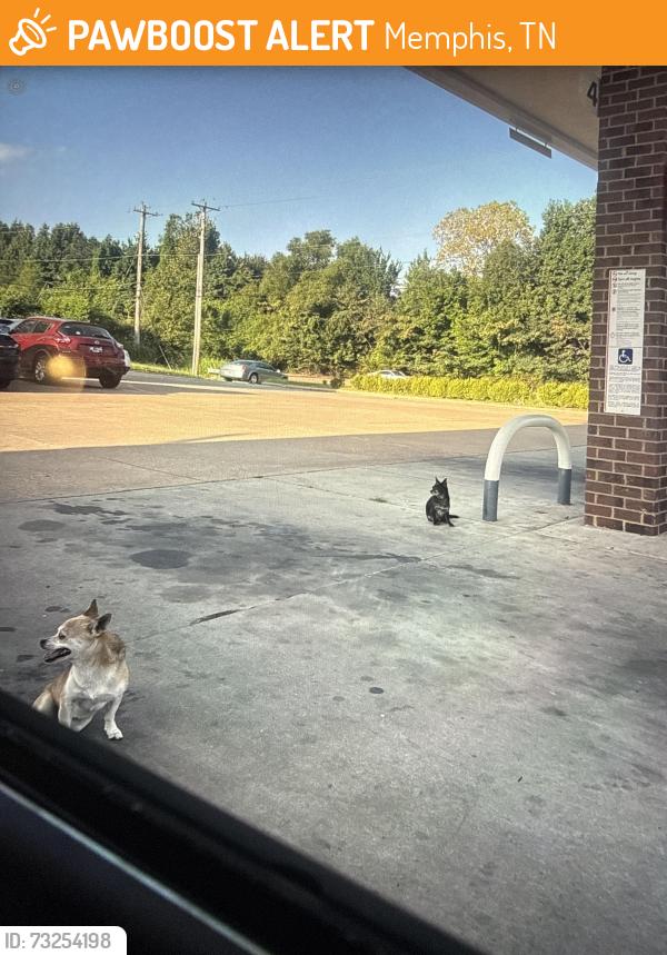 Found/Stray Female Dog last seen Near E Holmes Rd, Memphis Tennessee. SHELL GAS STATION, Memphis, TN 38141