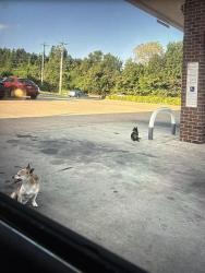 Found/Stray Female Dog last seen Near E Holmes Rd, Memphis Tennessee. SHELL GAS STATION, Memphis, TN 38141