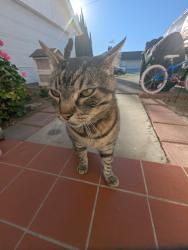 Lost Male Cat last seen Heywood, sycamore, Simi Valley, CA 93065