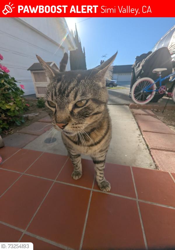 Lost Male Cat last seen Heywood, sycamore, Simi Valley, CA 93065