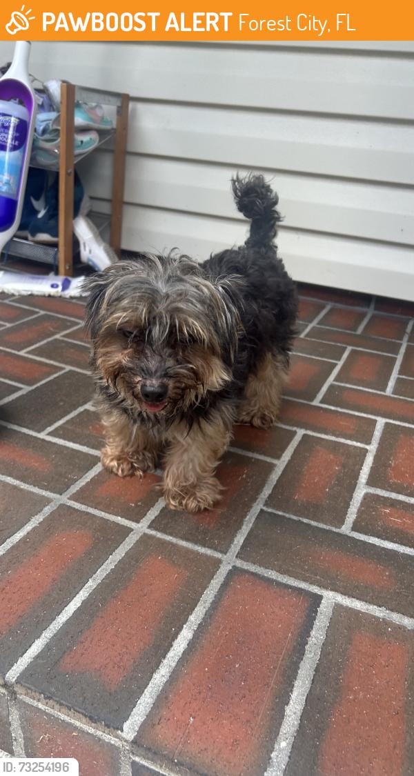 Found/Stray Unknown Dog last seen Forest Lake Drive near Forest Lake Academy, Forest City, FL 32703