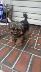 Found/Stray Unknown Dog last seen Forest Lake Drive near Forest Lake Academy, Forest City, FL 32703