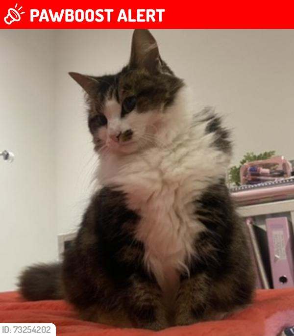 Lost Female Cat last seen Light foot lane, Lancashire, England PR4 0ET