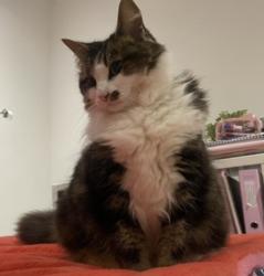 Lost Female Cat last seen Light foot lane, Lancashire, England PR4 0ET