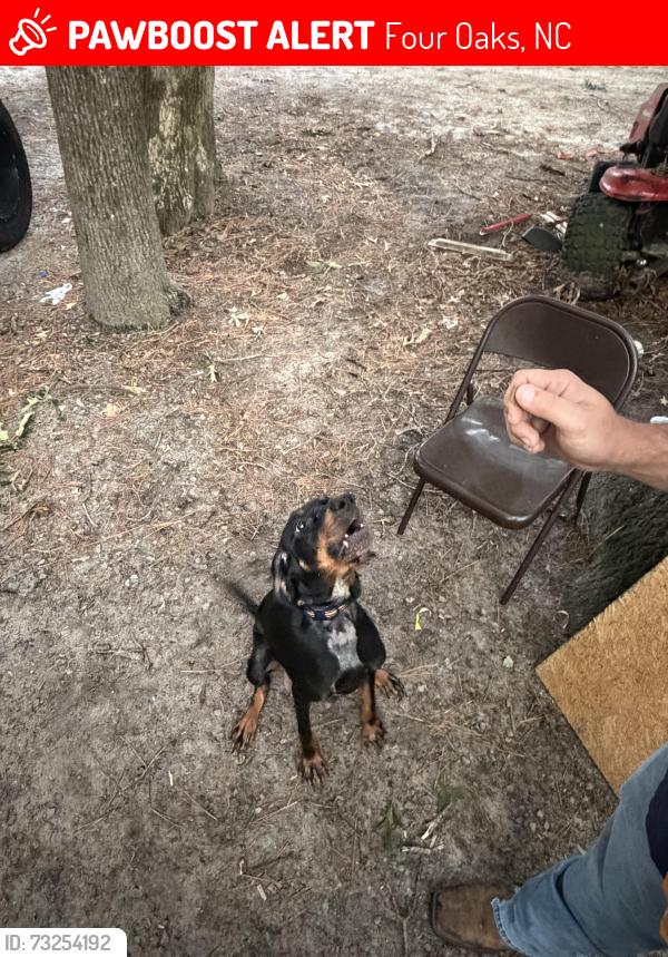 Lost Female Dog last seen Near thunder rd, Four Oaks, NC 27524